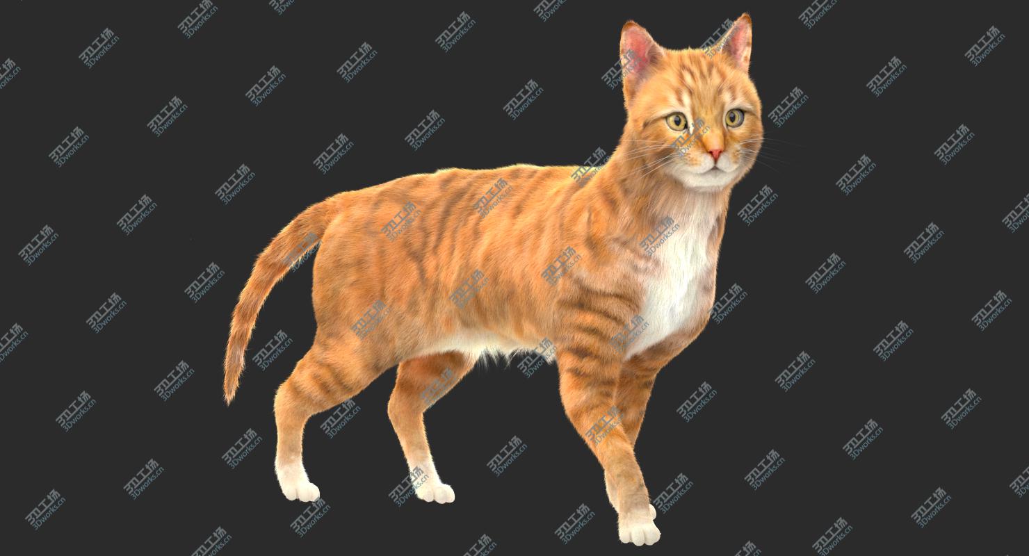 images/goods_img/2021040234/3D Yellow Cat (Fur) (Rigged)/2.jpg